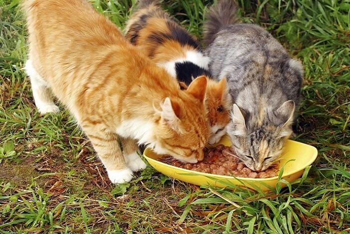 Katten die zelfgemaakt kattenvoer eten