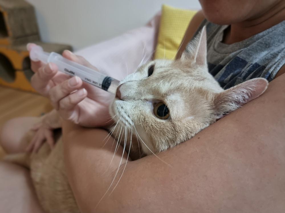 Orbax voor katten: Close-up van het gezicht van een kat terwijl de eigenaar vloeibare medicijnen toedient