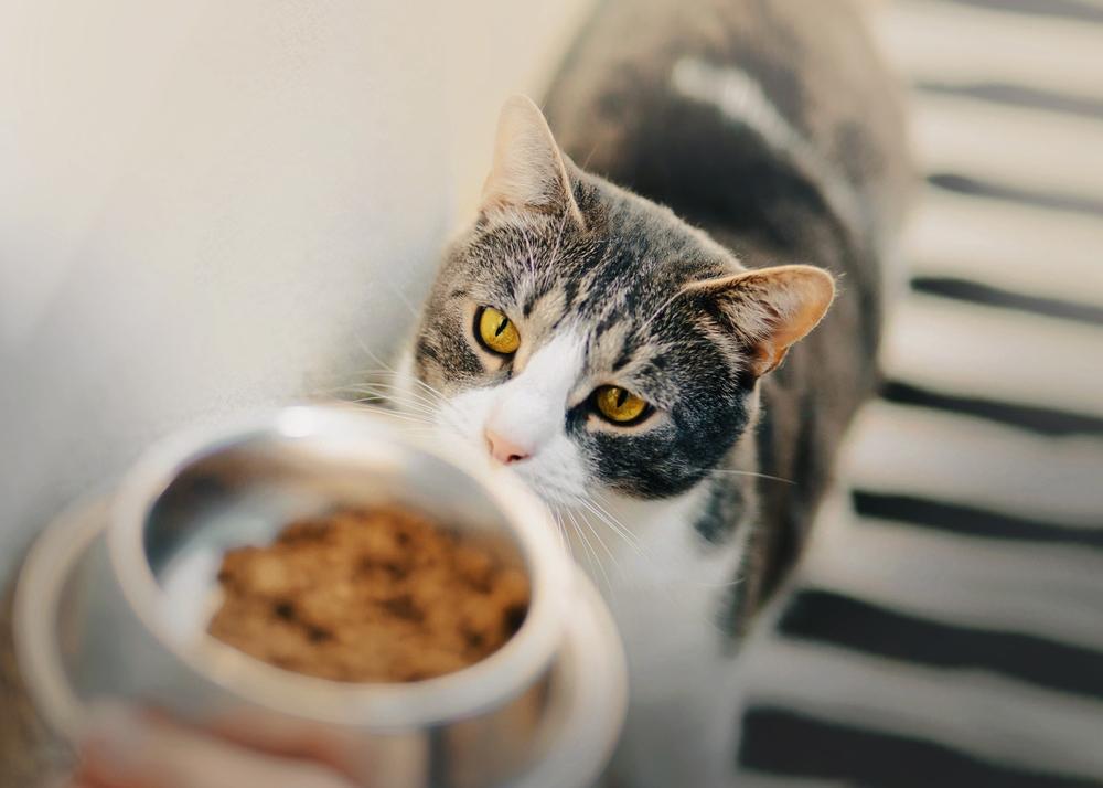 Orbax voor katten: huiskat met boeiende gele ogen fixeert zich op een kom met voedsel