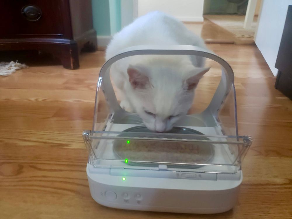 Kat eten uit een automatische feeder.