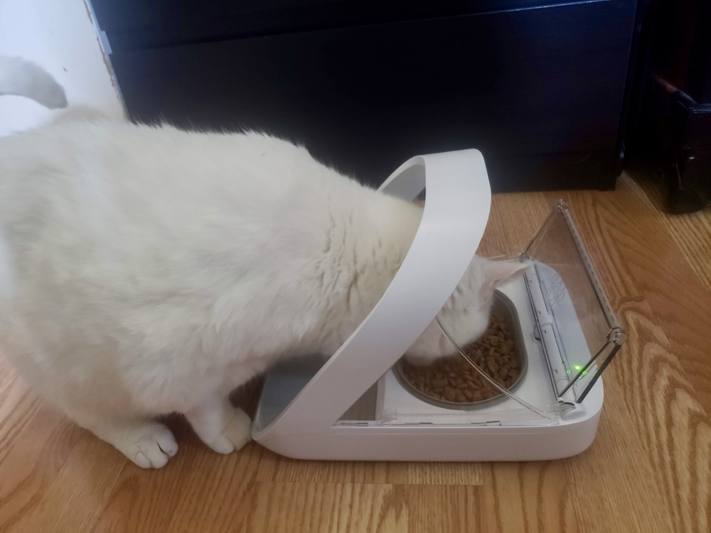 SureFeed Microchip Pet Feeder Review: Kat eten uit een automatische feeder.