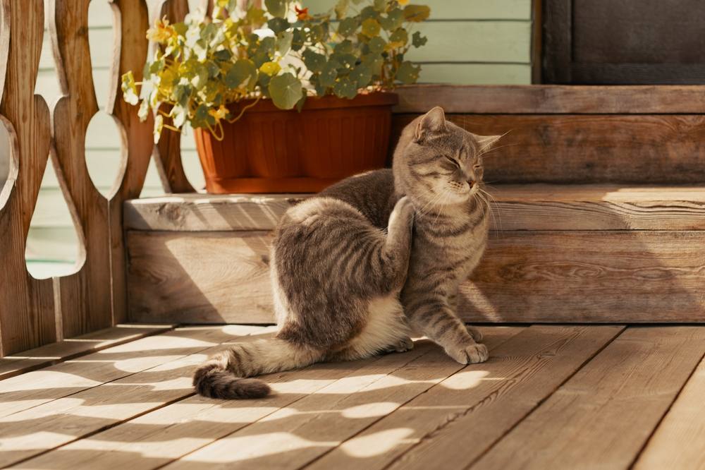 Selamectine voor katten: Kat met vlooien jeukt met zijn poot aan zijn nek, wat het ongemak veroorzaakt door vlooien benadrukt
