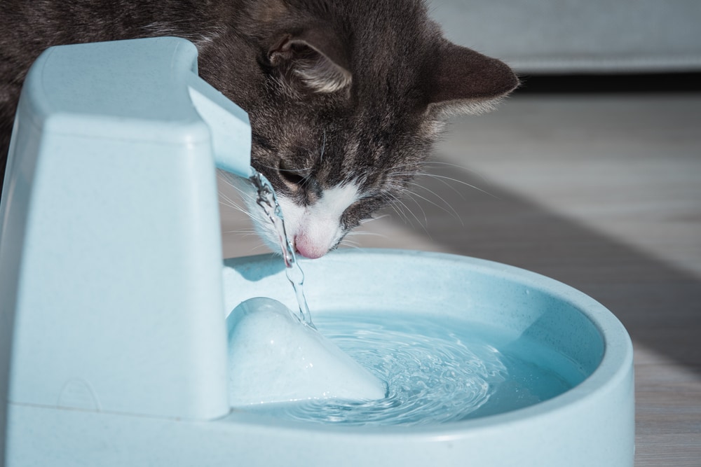 Kat met waterdispenser