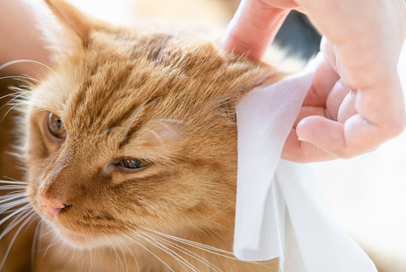 Het oor van de kat wordt schoongemaakt met oorreinigingsdoekjes