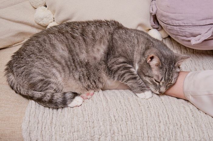 Een vredige scène met een slapende kat die comfortabel tussen de benen van een persoon is genesteld, genietend van een rustgevend dutje in een veilige en gezellige positie.