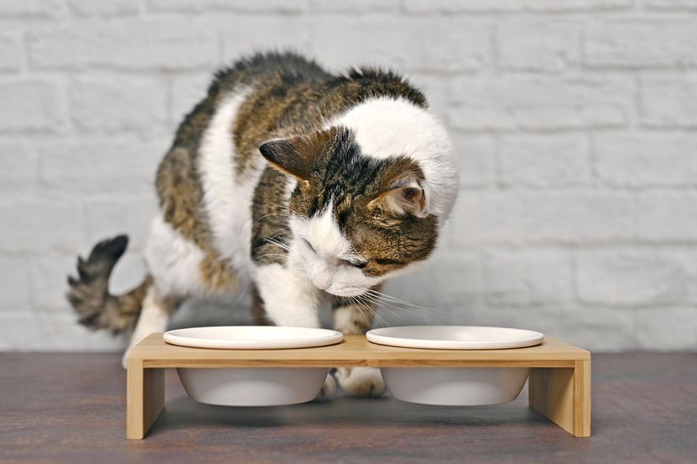 Katten bedekken voedsel: Leuke cyperse kat die nieuwsgierig voor een dubbele voedselkom kijkt, die interesse in etenstijd uitdrukt