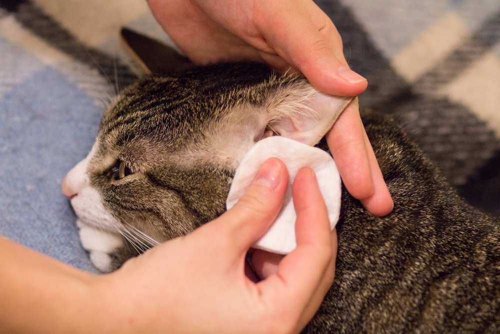 Een katteneigenaar die de oren van zijn kat voorzichtig schoonmaakt met een wattenschijfje, waardoor de oorhygiëne en het welzijn van zijn huisdier worden gewaarborgd