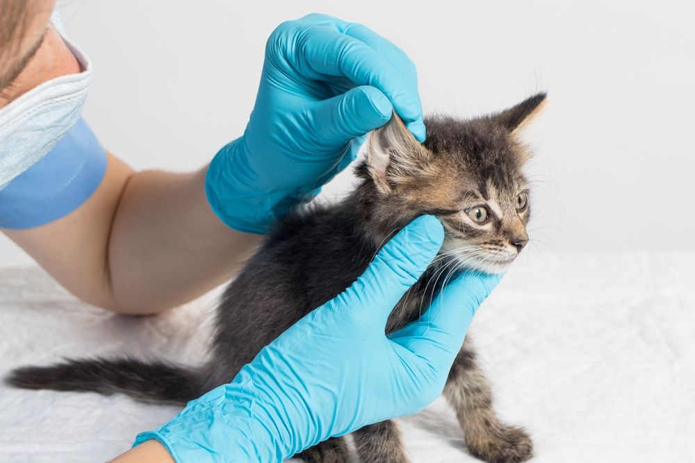 Een dierenarts onderzoekt zorgvuldig het oor van een kitten en toont een grondige medische evaluatie aan.