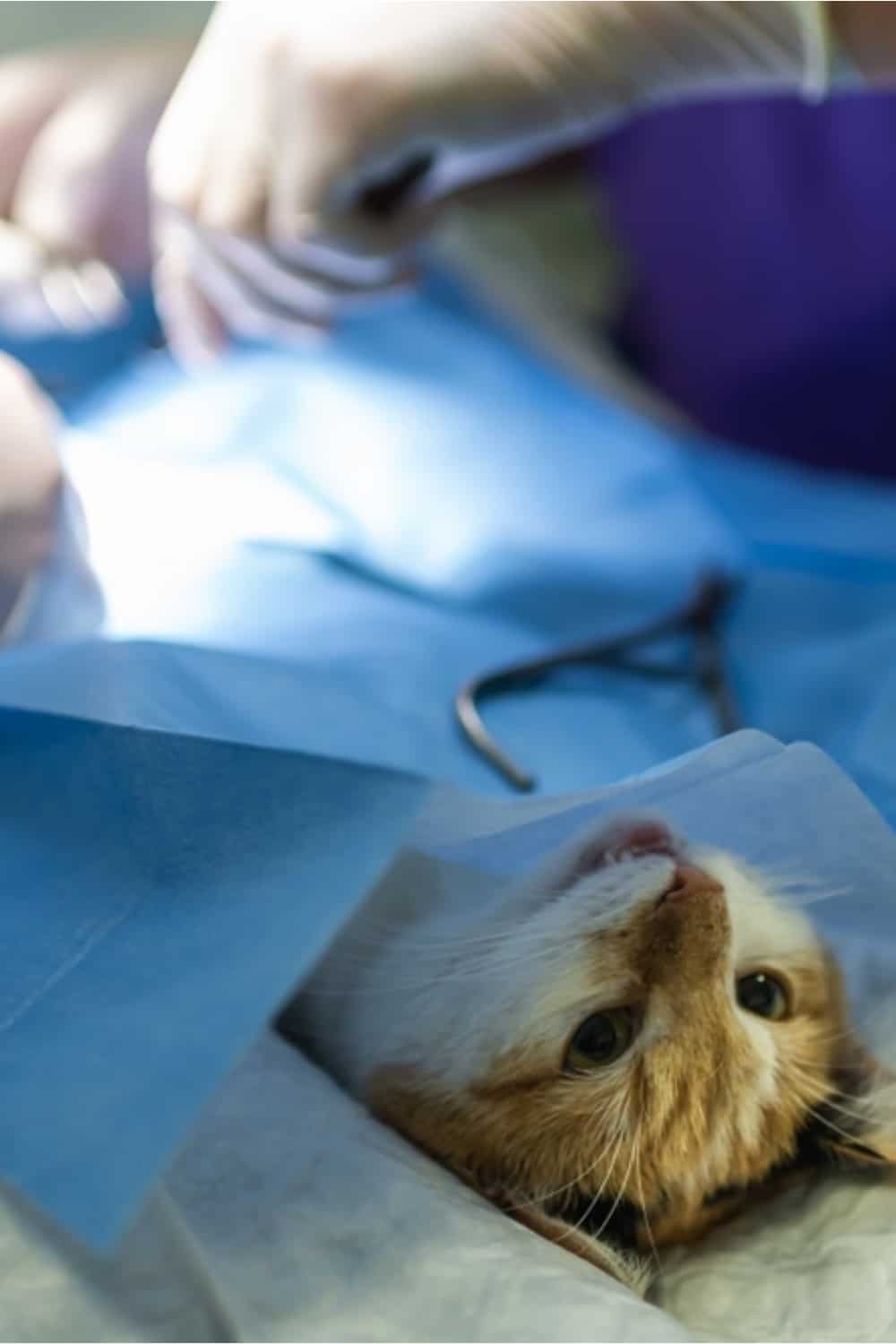Een dierenarts steriliseert een wakkere kat terwijl hij op een tafel ligt