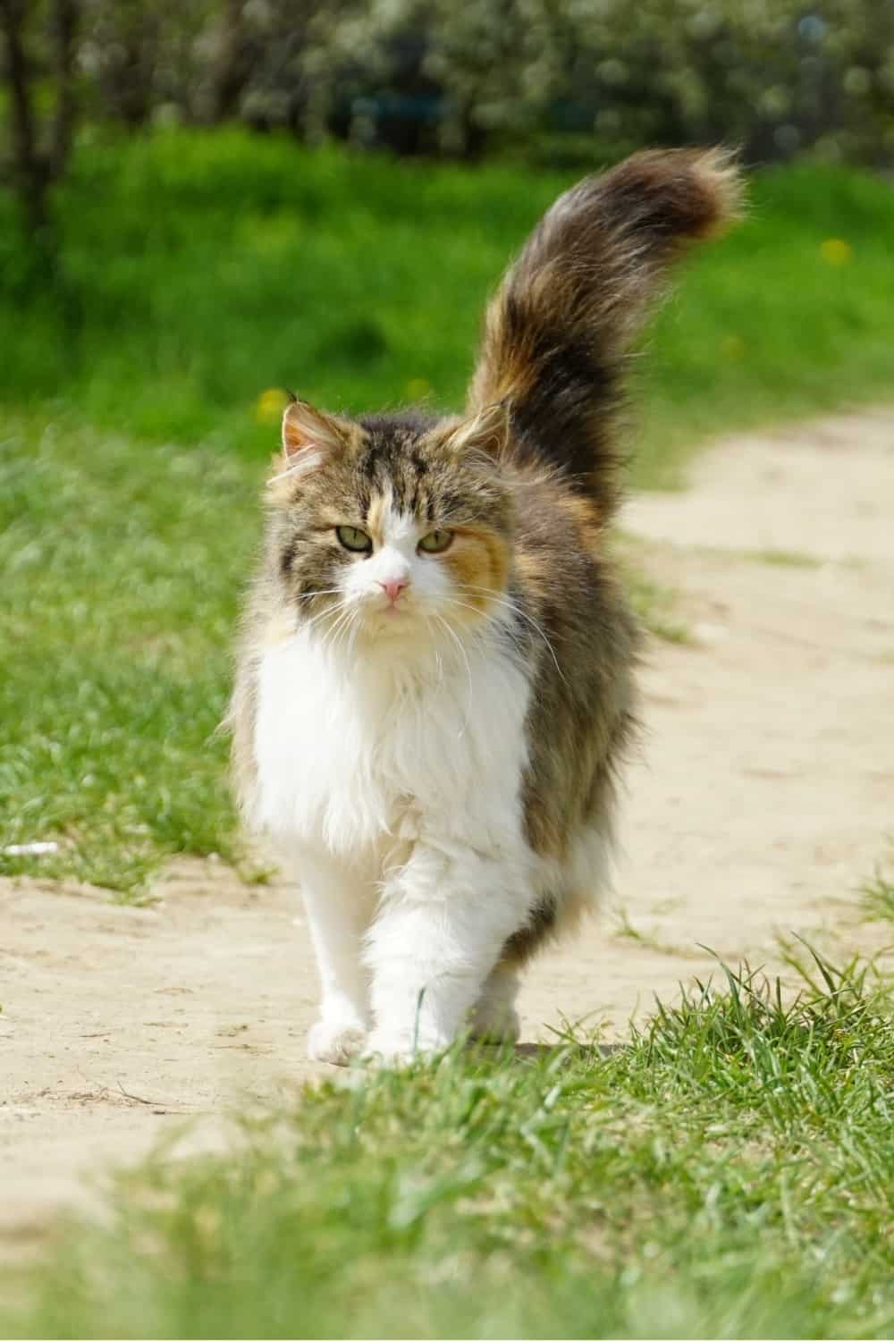Kat lopen met trillende staart