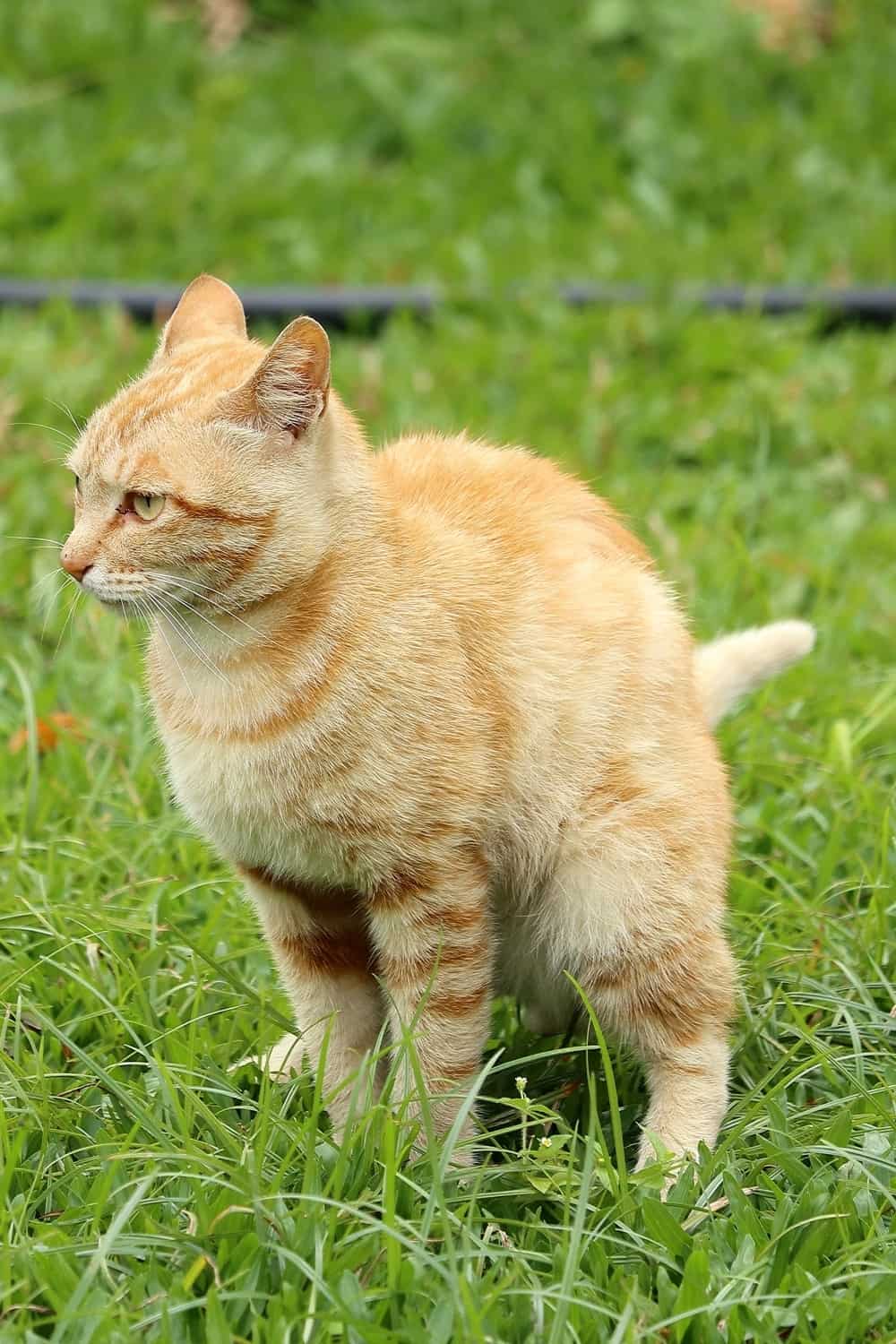 Een gele kat poept in de tuin en kijkt voor zich uit