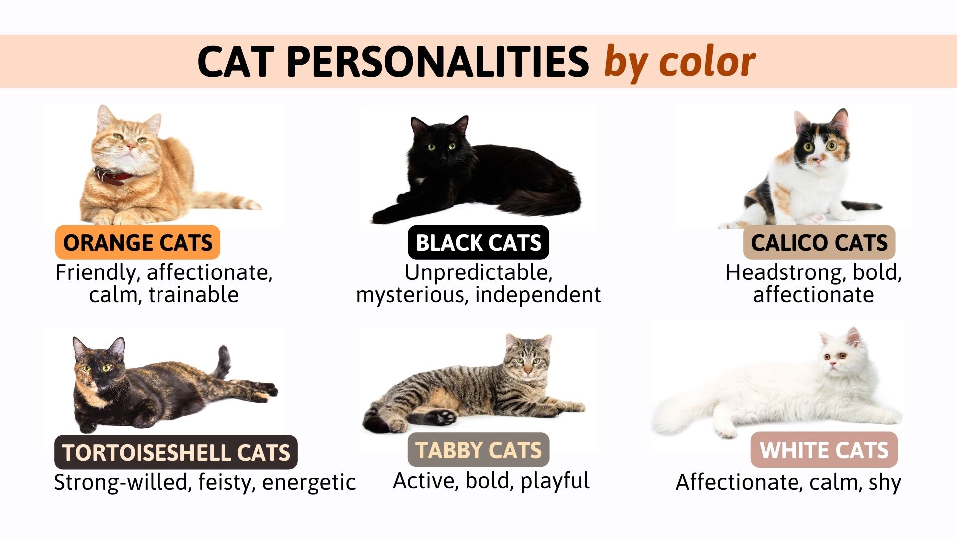 A Guide To Cat Personalities By Color Of Their Coats
