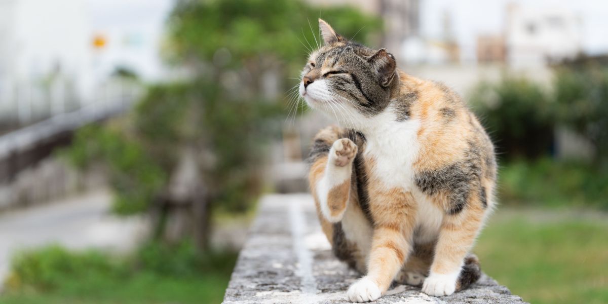 Botvlieg bij katten: kat krabt aan zijn vacht om jeuk of ongemak te verlichten.