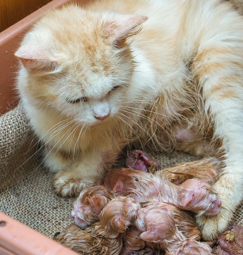 Kat beviel van kittens