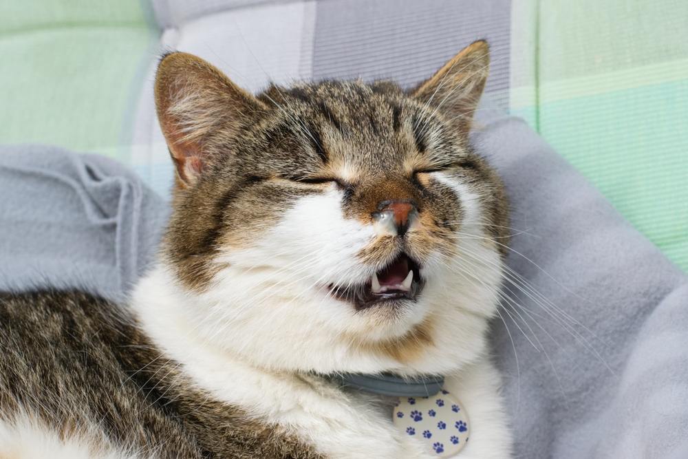 Afbeelding van een kat die zwaar ademt of hijgt