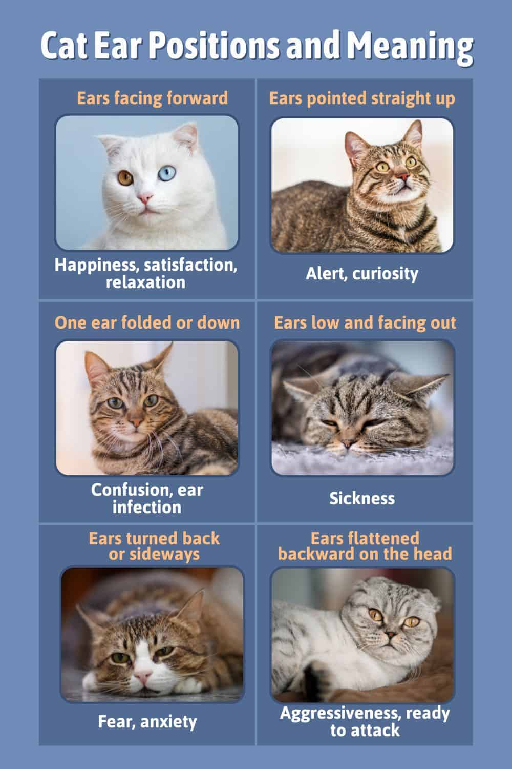 Kattenoorposities en betekenis