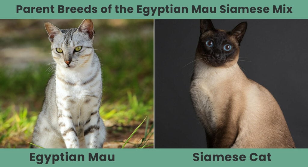 Ouderrassen van Egyptische Mau Siamese Mix