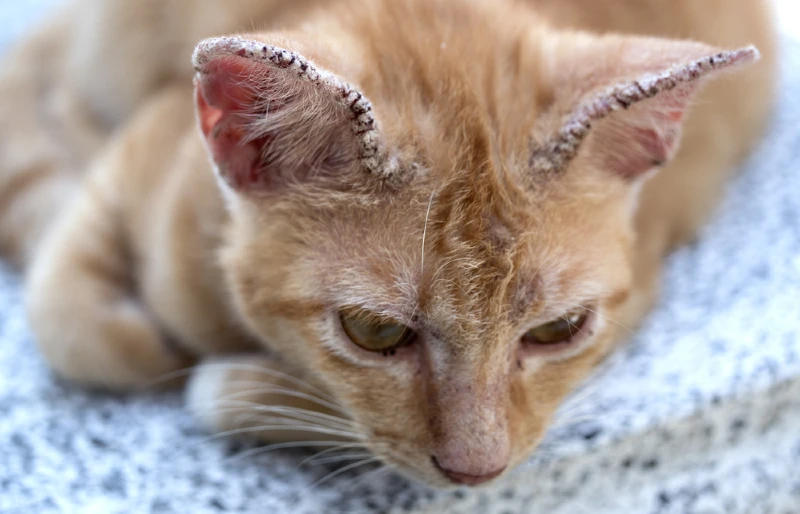 oranje kat met korstig oor door ringwormschimmel