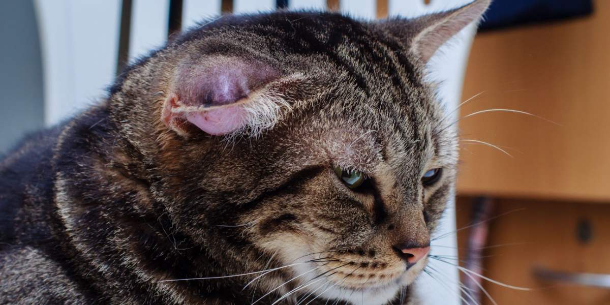 Een kat met een hematoom, een zwelling of knobbel als gevolg van een ophoping van bloed, meestal op het oor of gezicht van de kat