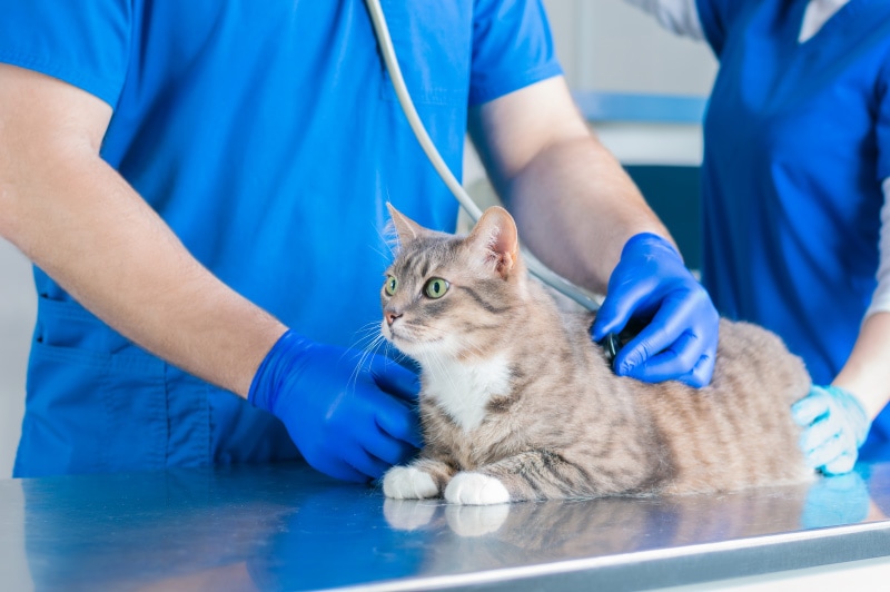 dierenarts luistert naar de borst van een kat met een stethoscoop