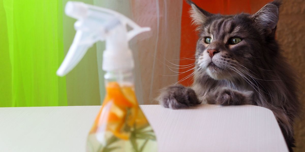 Grote grijze kat inspecteert nieuwsgierig een fles reiniger gemaakt van azijn en sinaasappelschillen, wat de nieuwsgierigheid van katten benadrukt.