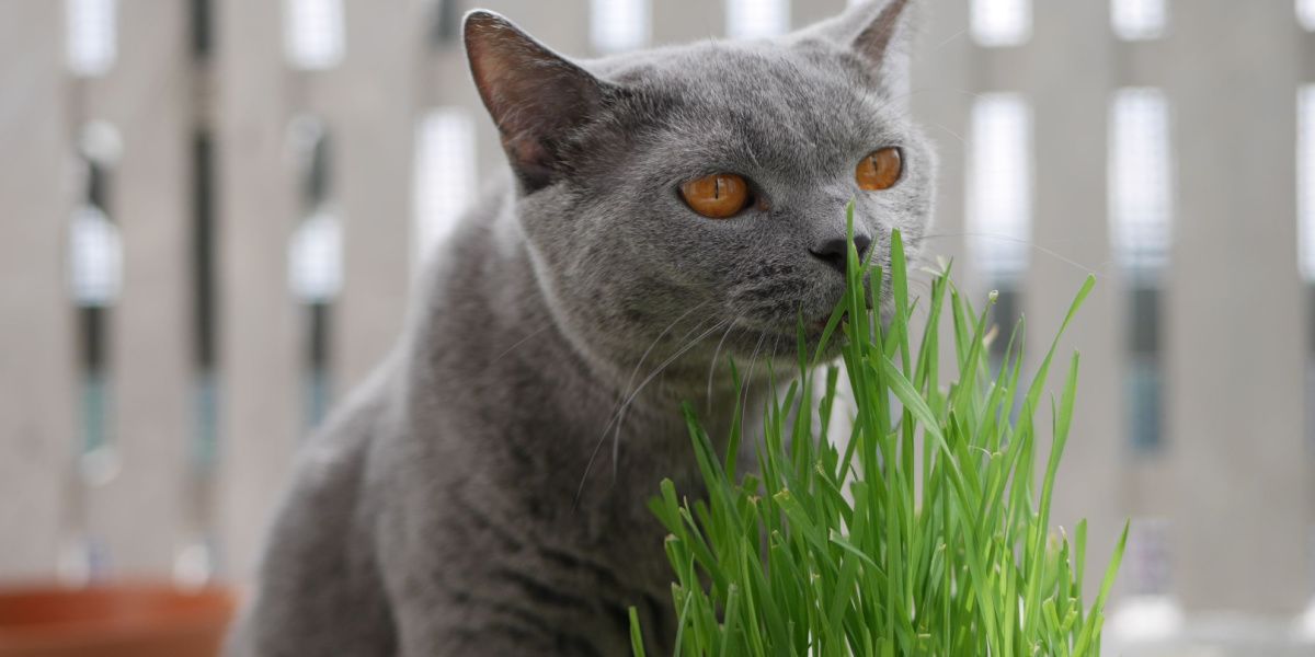 Grijze Britse korthaar kat die tarwegras voor katten snuift