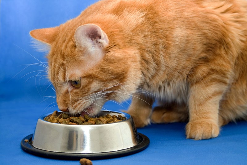 Kurilian Bobtail kat die voedsel uit de voerbak eet