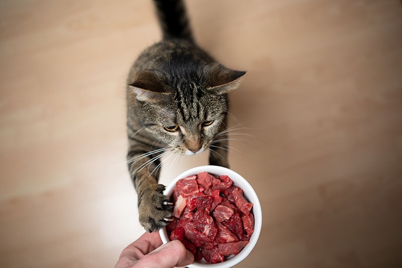 Kat bereikt gerecht met rauw vlees