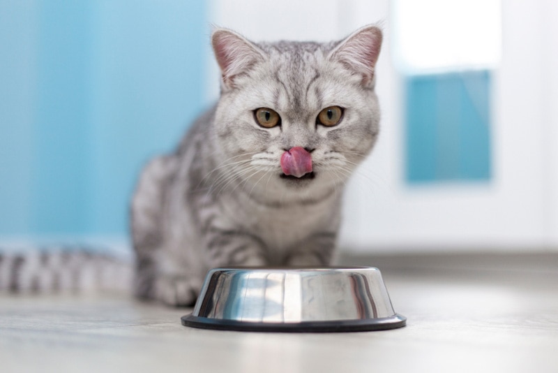 kat die voedsel uit voerbak eet