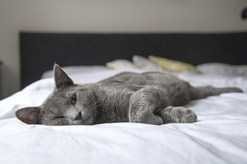 Kat die op bed ligt