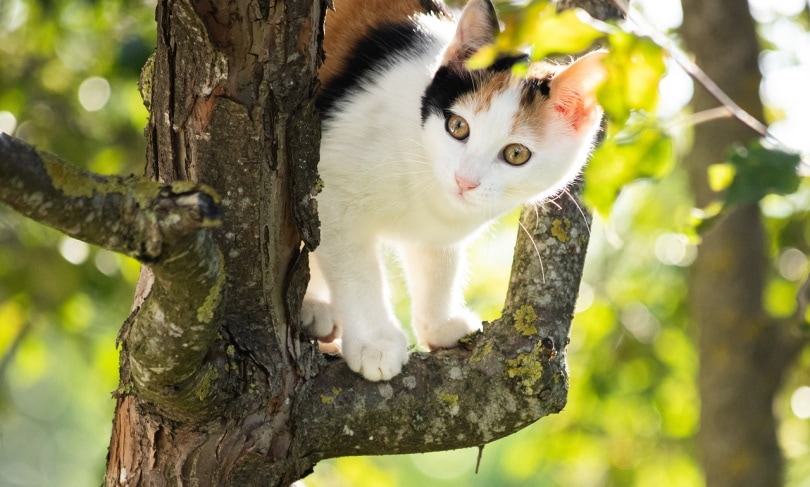 Een kat gevangen in een boom