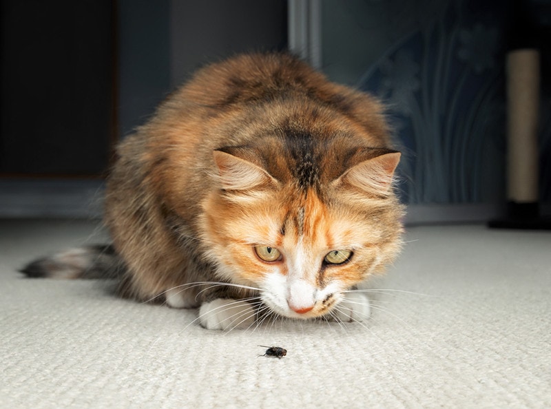Mijn kat heeft een vlieg opgegeten: door dierenartsen goedgekeurde gevaren en tips