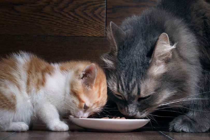 Kat en kitten samen kattenvoer eten