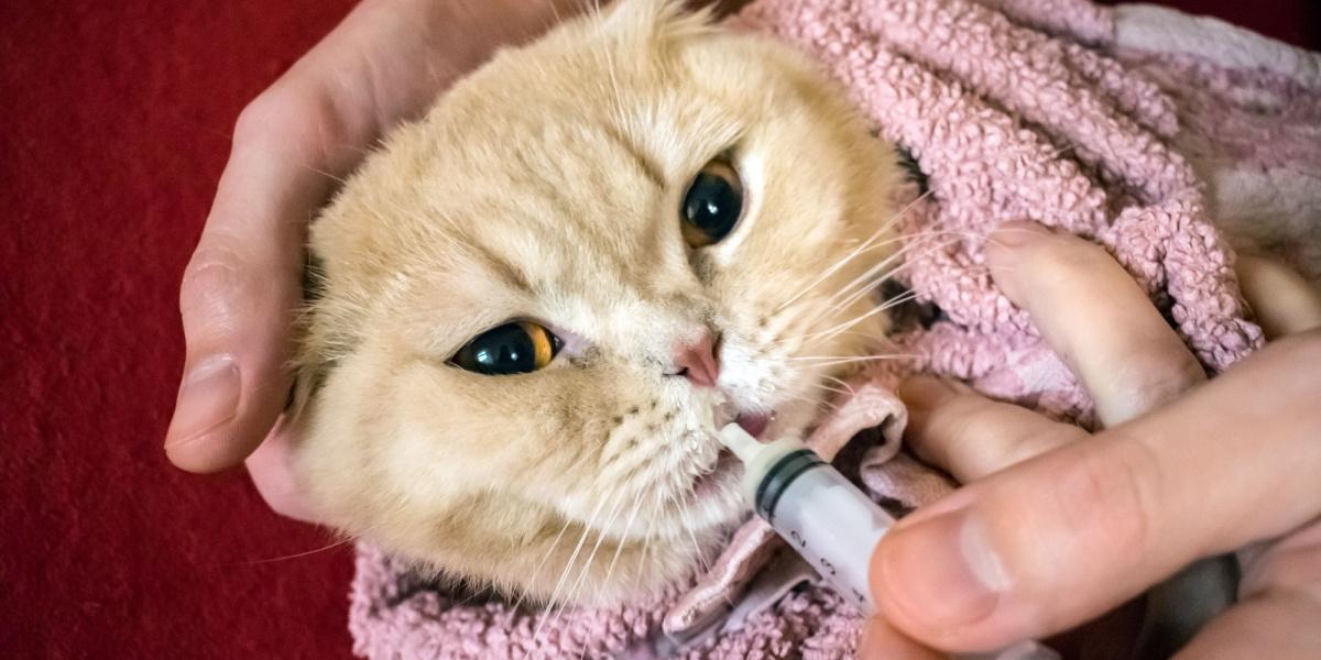 Orbax voor katten: De hand van de mens die medicijnen toedient aan een Schotse kat met behulp van een spuit, wat een verantwoorde verzorging van huisdieren aantoont."