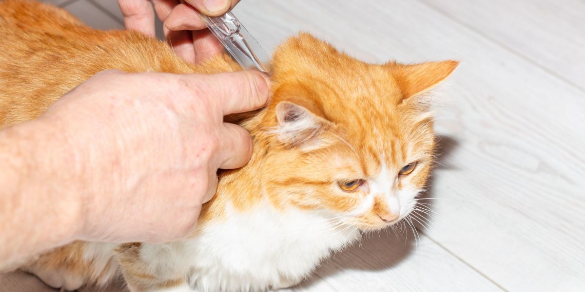 Selamectine voor katten: Eigenaar die antiparasitaire druppels op de schoft van de kat aanbrengt, waardoor de gezondheid en bescherming van het huisdier wordt gegarandeerd.