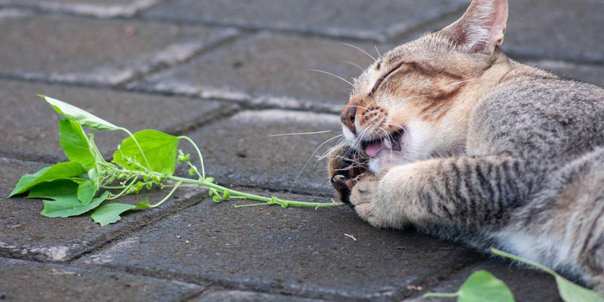 Grijze tabby kat spelen met zilveren wijnstok, een humoristisch en speels moment