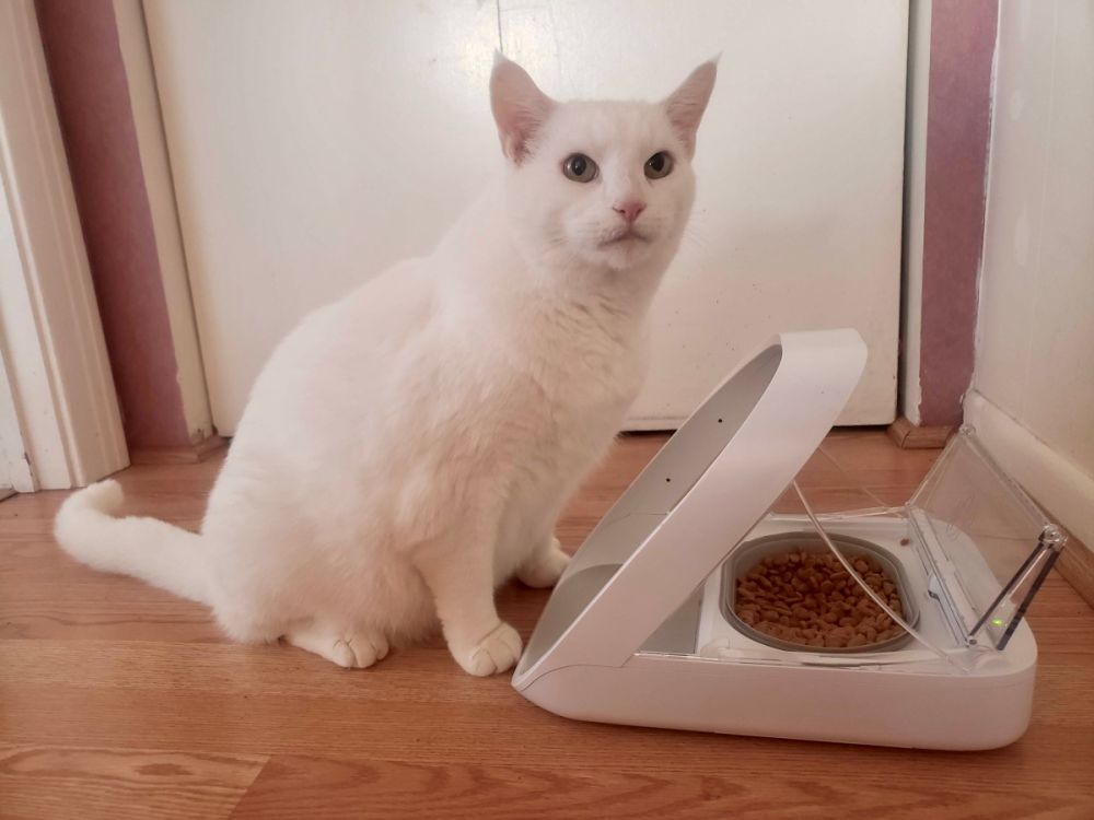 SureFeed Microchip Pet Feeder Review: Witte kat in de buurt van een feeder.