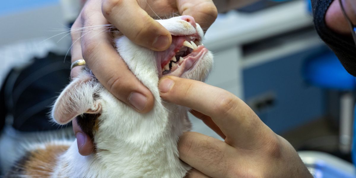 Afbeelding van een dierenarts die een mondholteonderzoek van een kat uitvoert