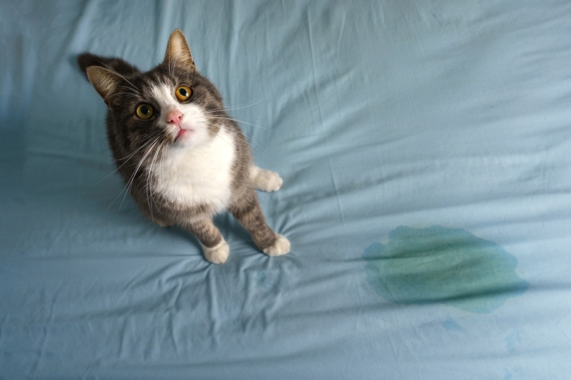 Kattenzitting in de buurt van plasplek op het bed