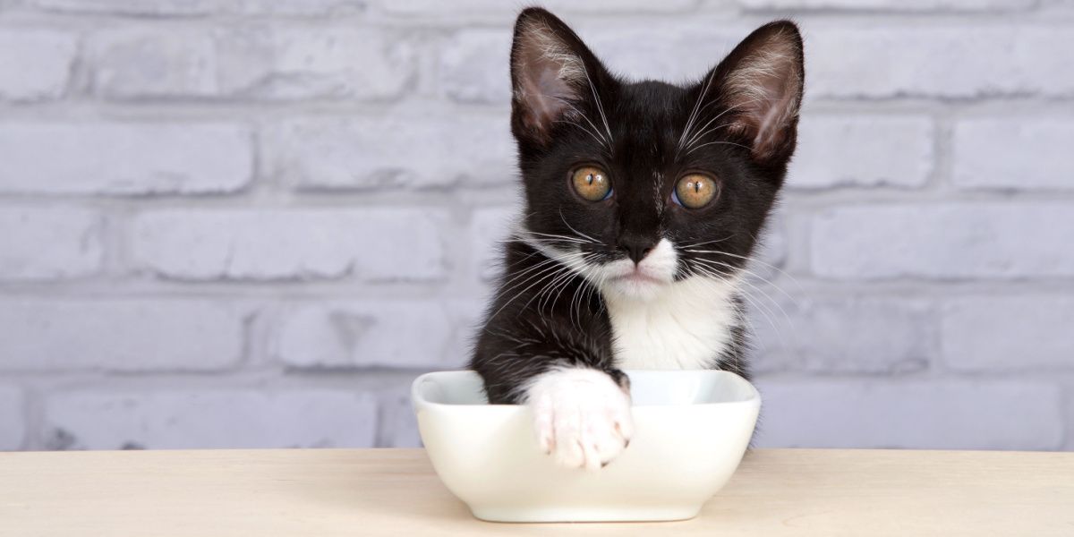 Katten bedekken hun eten: Smokingkitten bedekt zijn voerbak met zijn poot en vertoont speels en vindingrijk gedrag