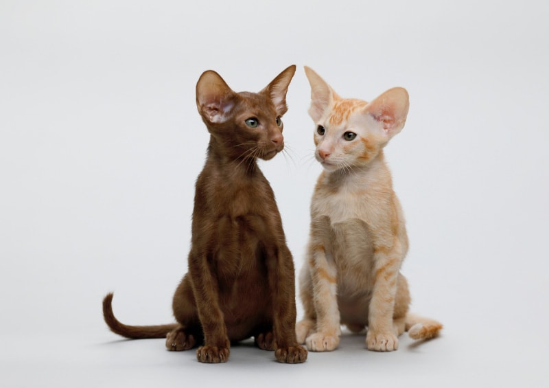 colorpoint korthaar kittens op witte achtergrond