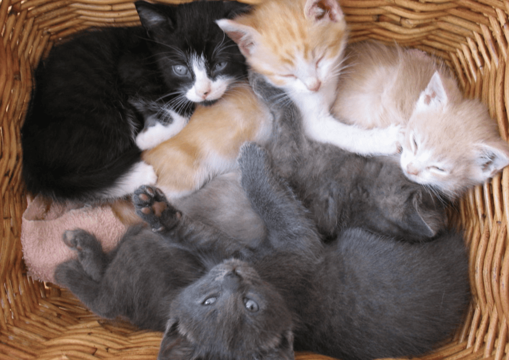 Kittens in A Basket van flickr