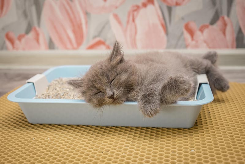 grijs kitten slaapt in de kattenbak