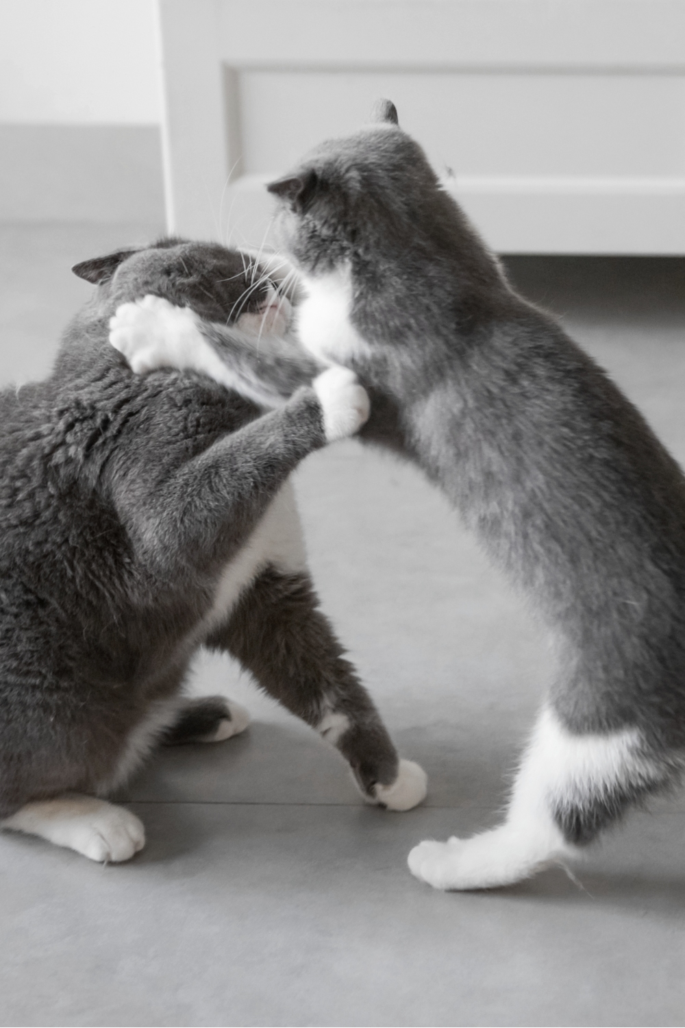 twee katten die vechten