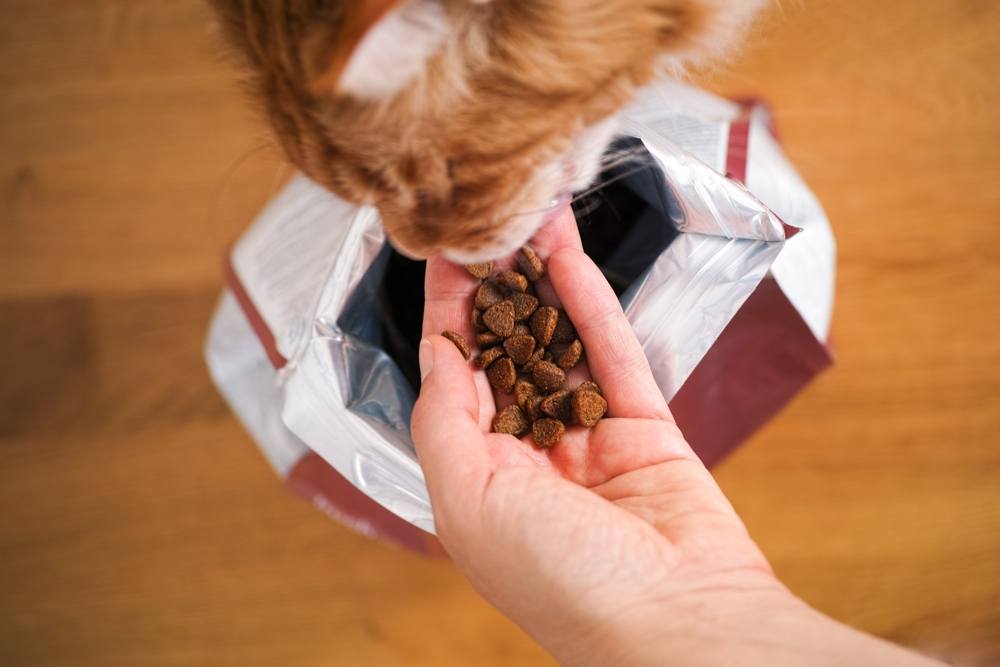 gember Maine Coon kat eten kattenvoer van een vrouwenhand