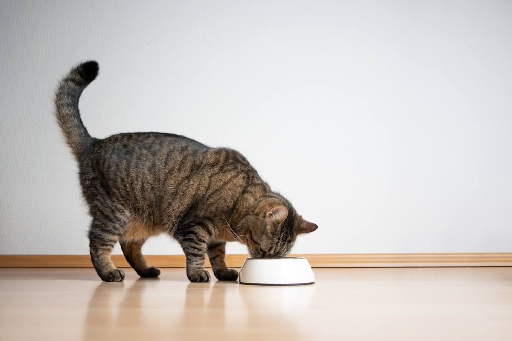 Cyperse kat die voedsel voor huisdieren van het voeden van kom eet