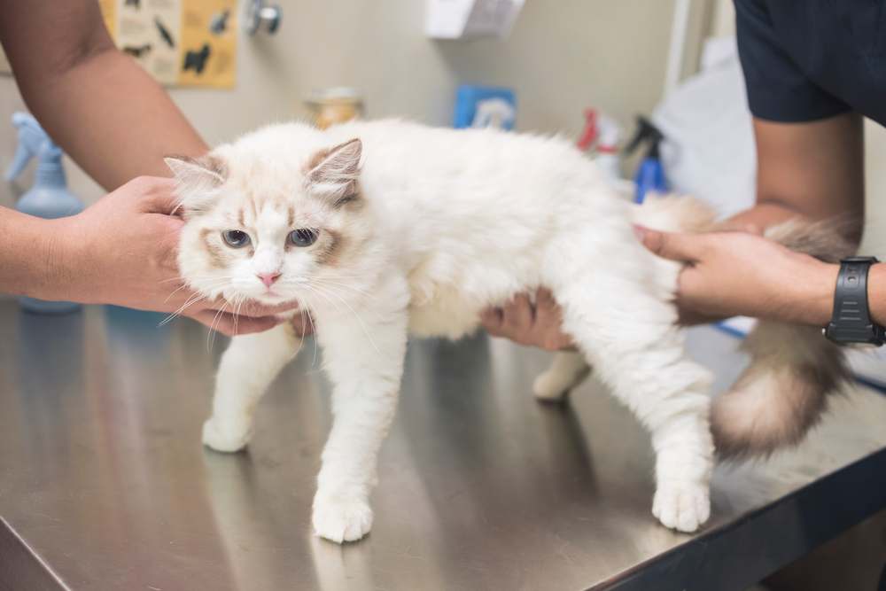Lipoom bij katten: dierenarts die de maag van een kat onderzoekt op tekenen van eierstoktumoren tijdens een medische controle