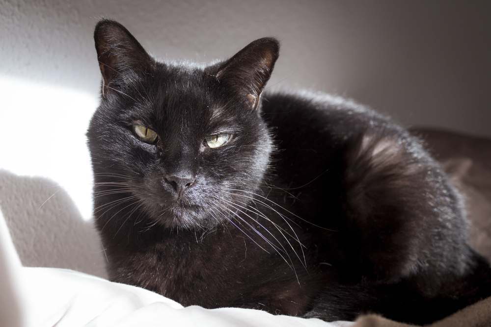 Lipoom bij katten: Zwarte kat met een zichtbare knobbel of tumor op zijn lip.