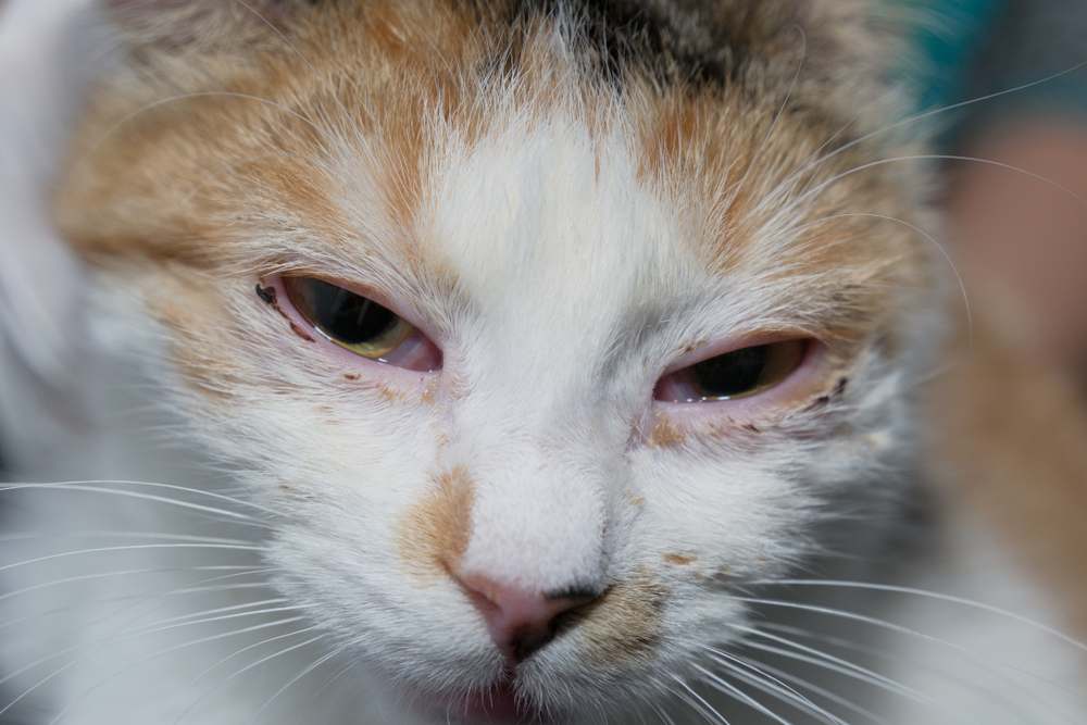 Een volwassen kat die lijdt aan een herpesvirusinfectie en symptomen vertoont zoals loopneus, niezen en oogontsteking