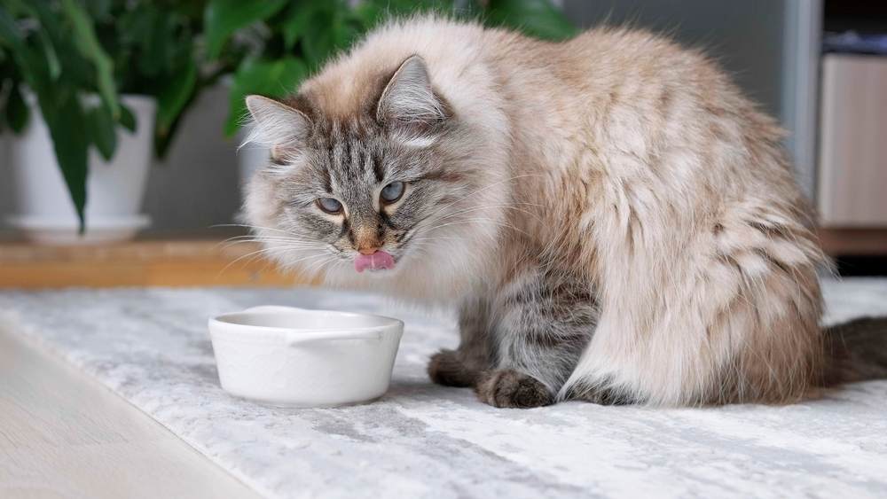 pluizige kat die voedsel van witte kom eet